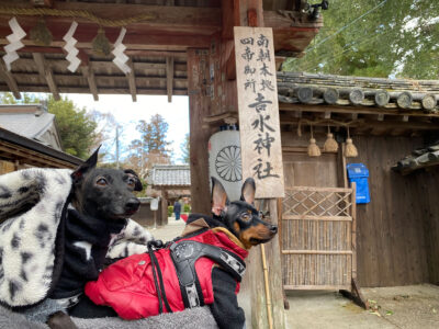 犬と参拝できる吉水神社＜奈良県吉野＞